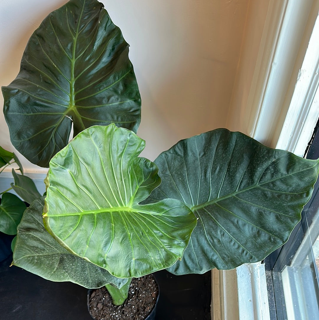 Alocasia Regal Shield\ EA
