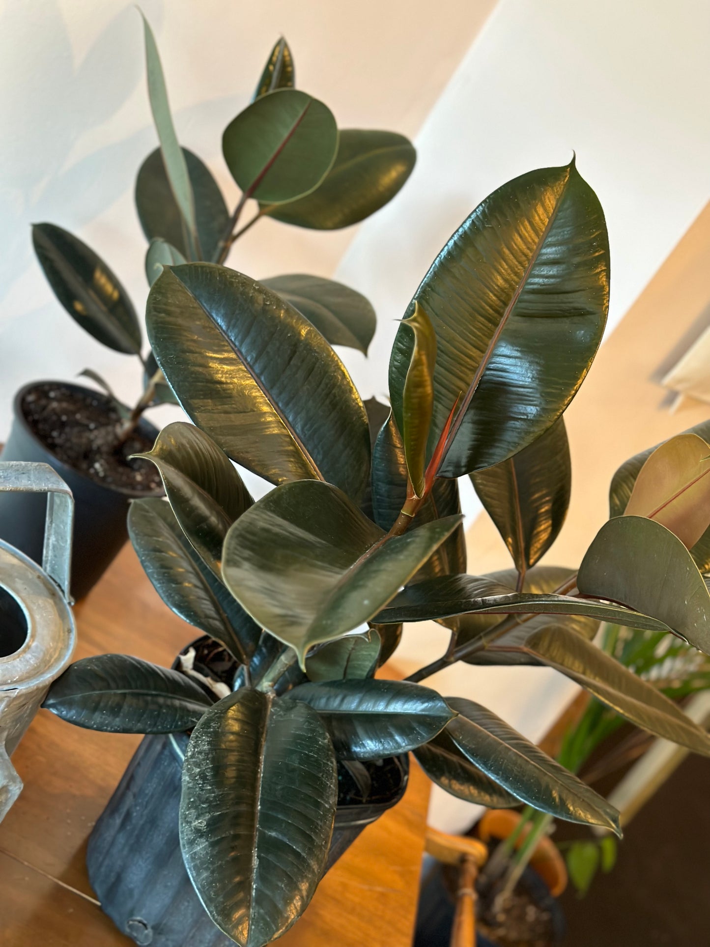 Large Ficus - elastica