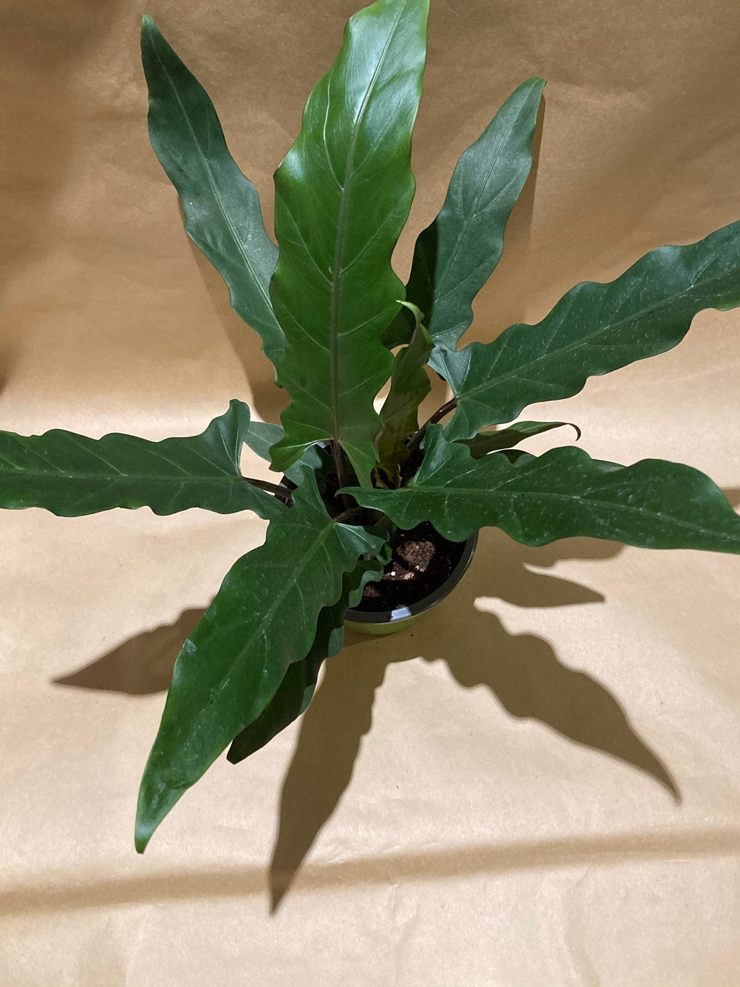 Alocasia - Purple Sword