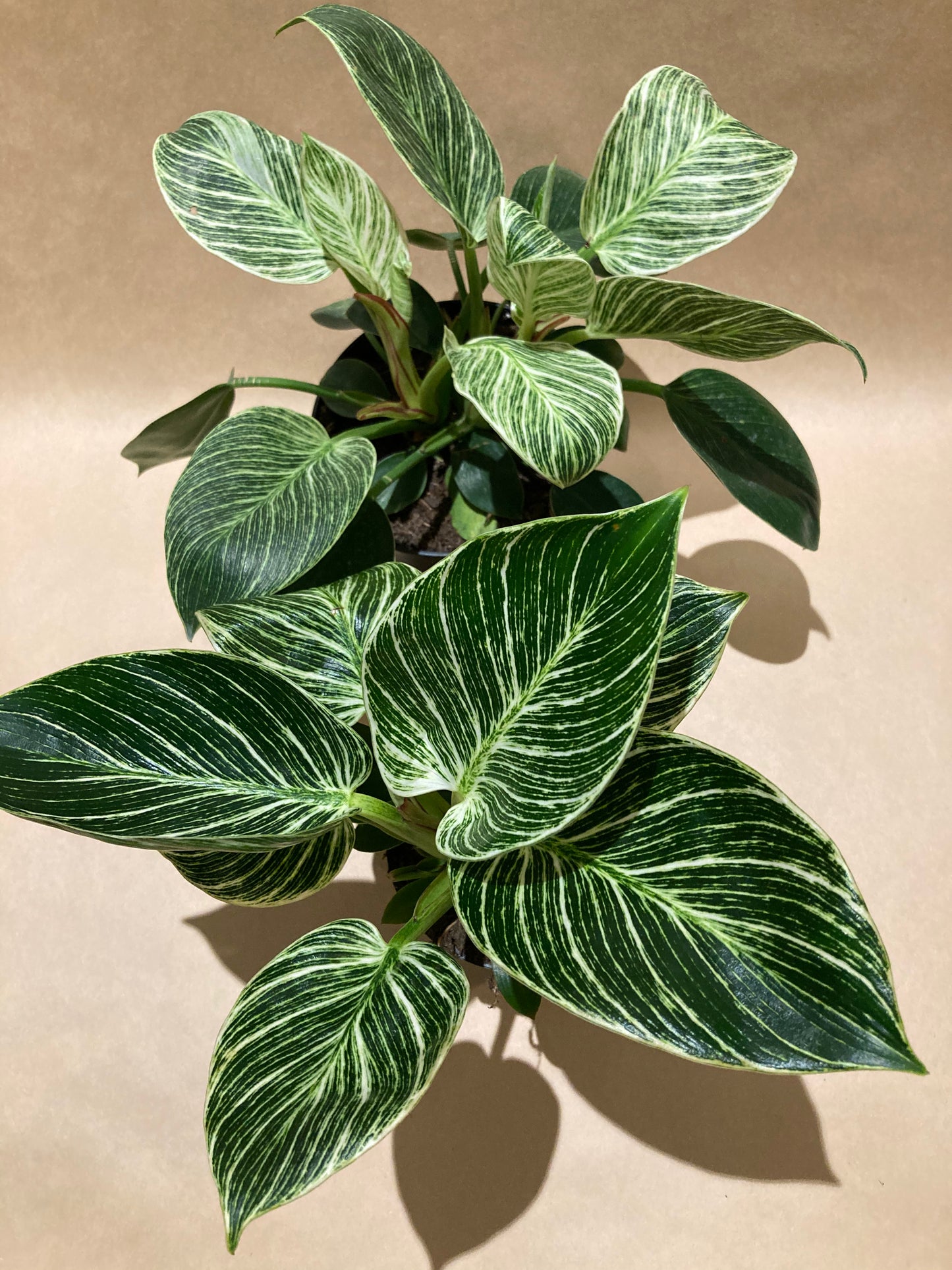 Birkin - Philodendron