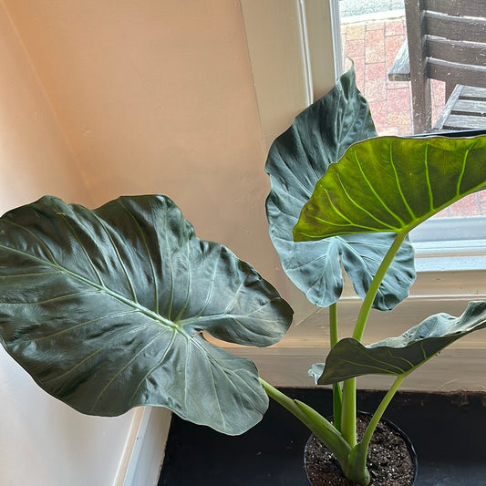 Alocasia Regal Shield\ EA