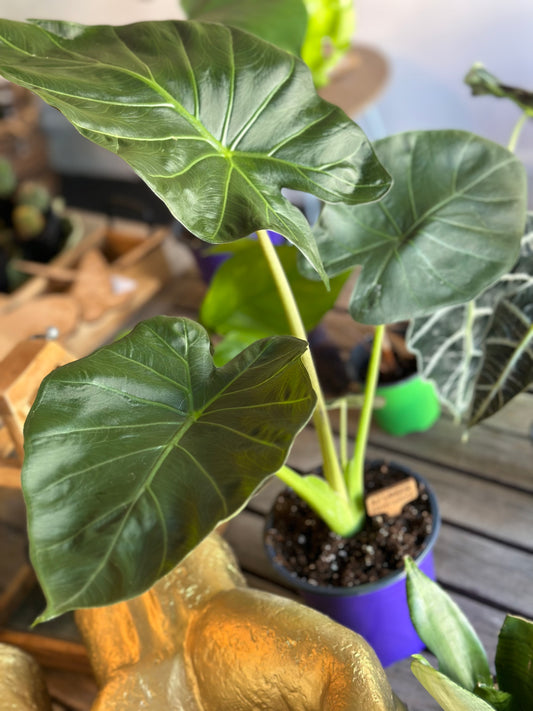 Alocasia Regal Shield - Small