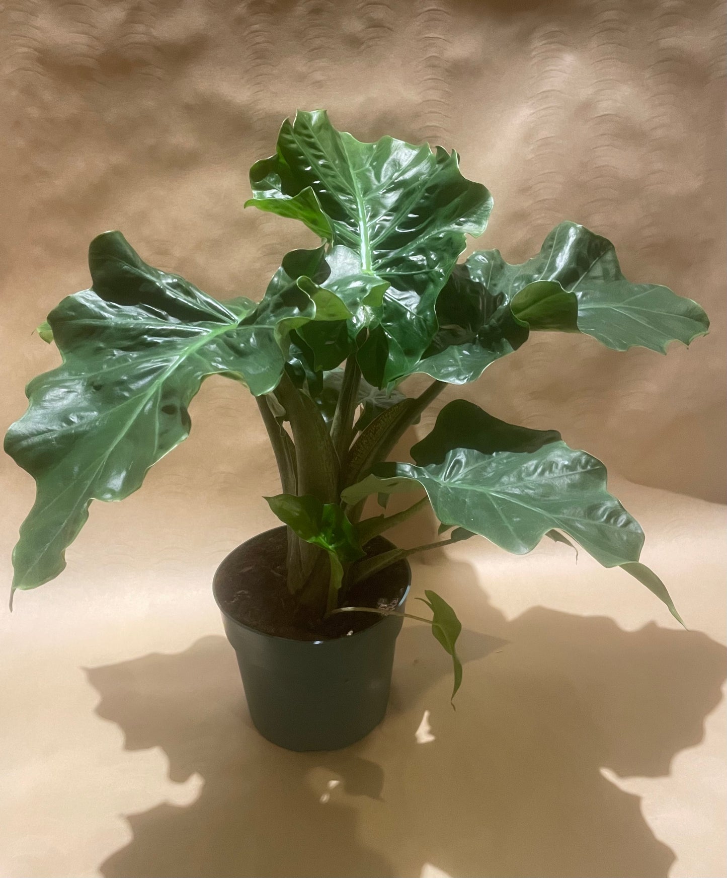 Alocasia Odora