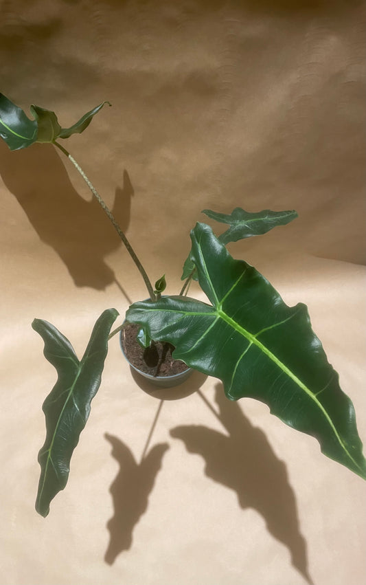 Alocasia-Sarian