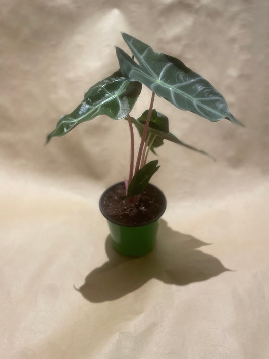 Alocasia mini