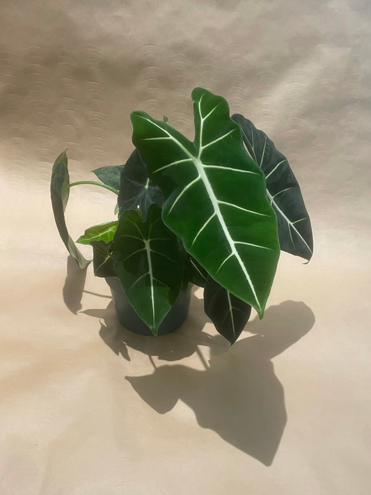 Alocasia Frydek