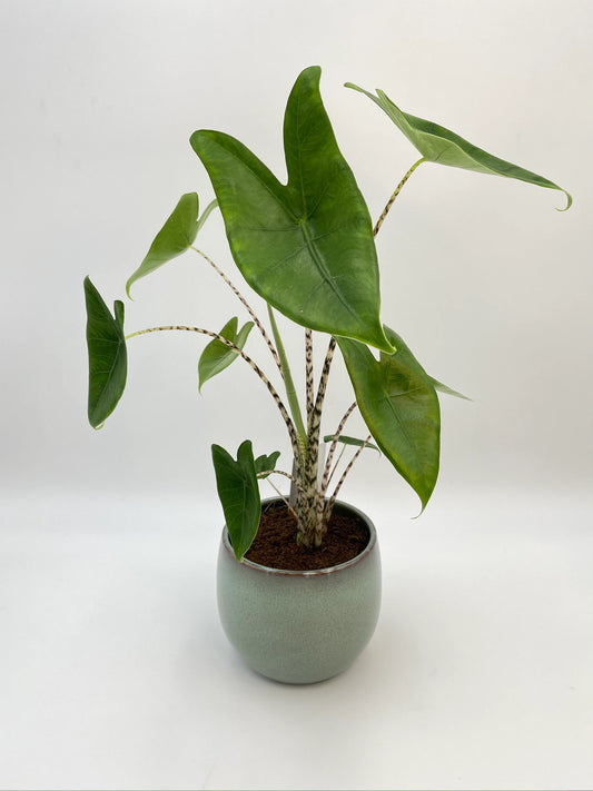 Alocasia Zebrina Elephant Ear