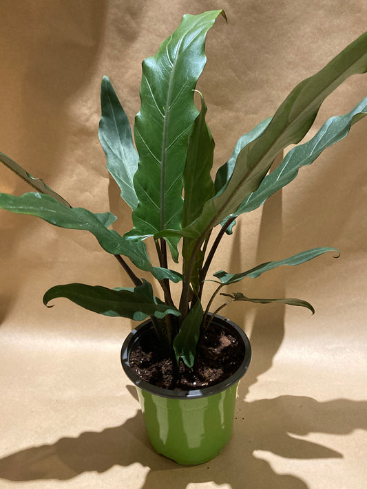 Alocasia - Purple Sword