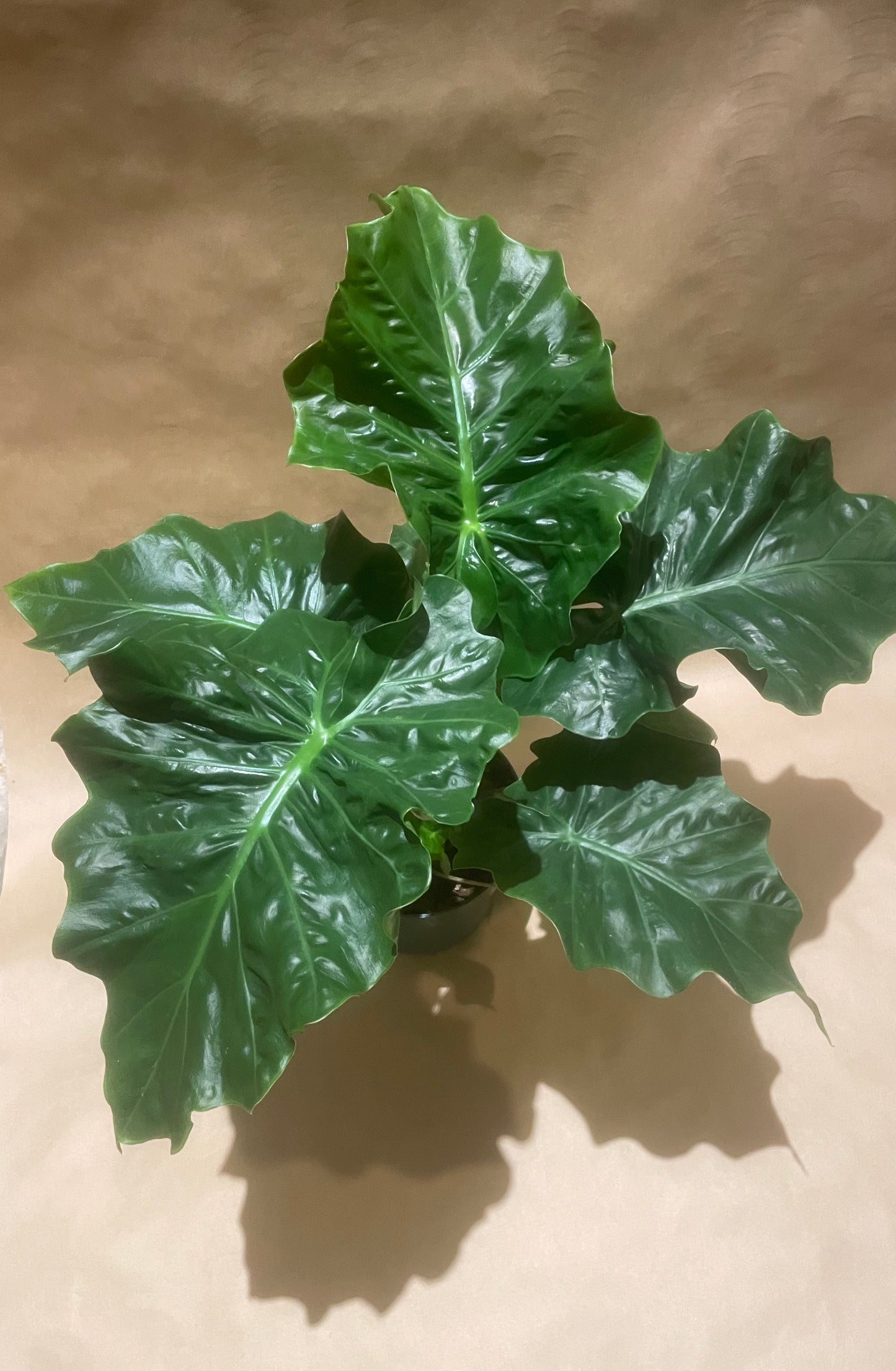 Alocasia Odora