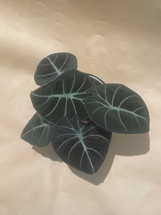 Alocasia BlackVelvet